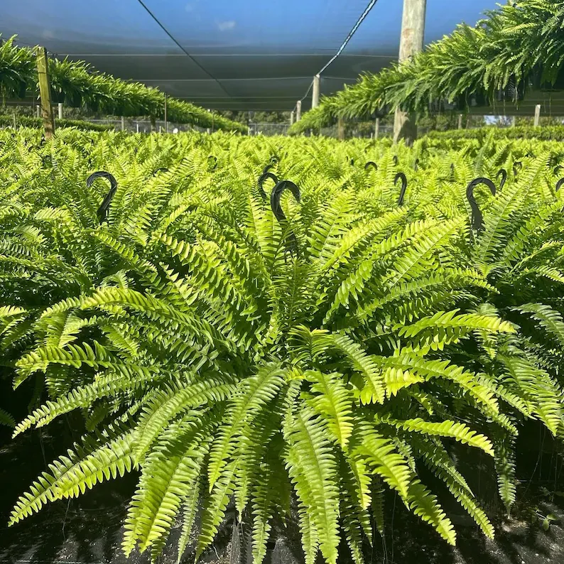 🌱 Fella di Boston artificiale realistica e resistente ai raggi UV