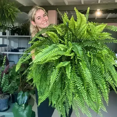 🌱 Fella di Boston artificiale realistica e resistente ai raggi UV