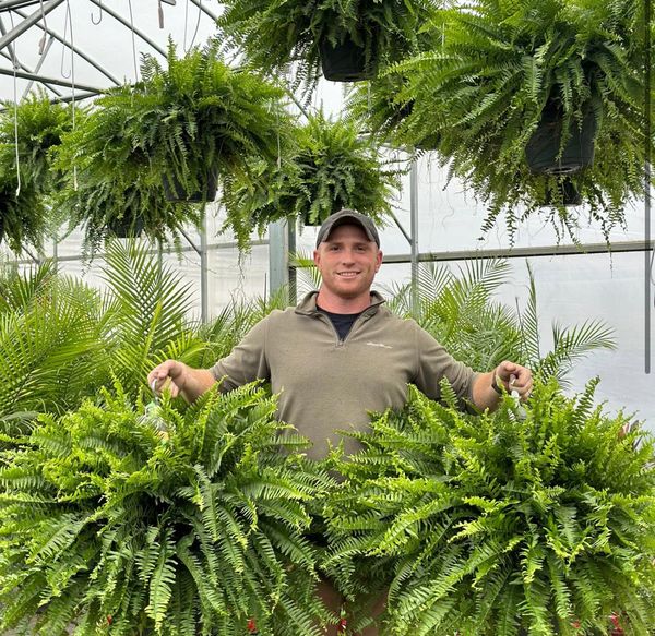 🌱 Fella di Boston artificiale realistica e resistente ai raggi UV