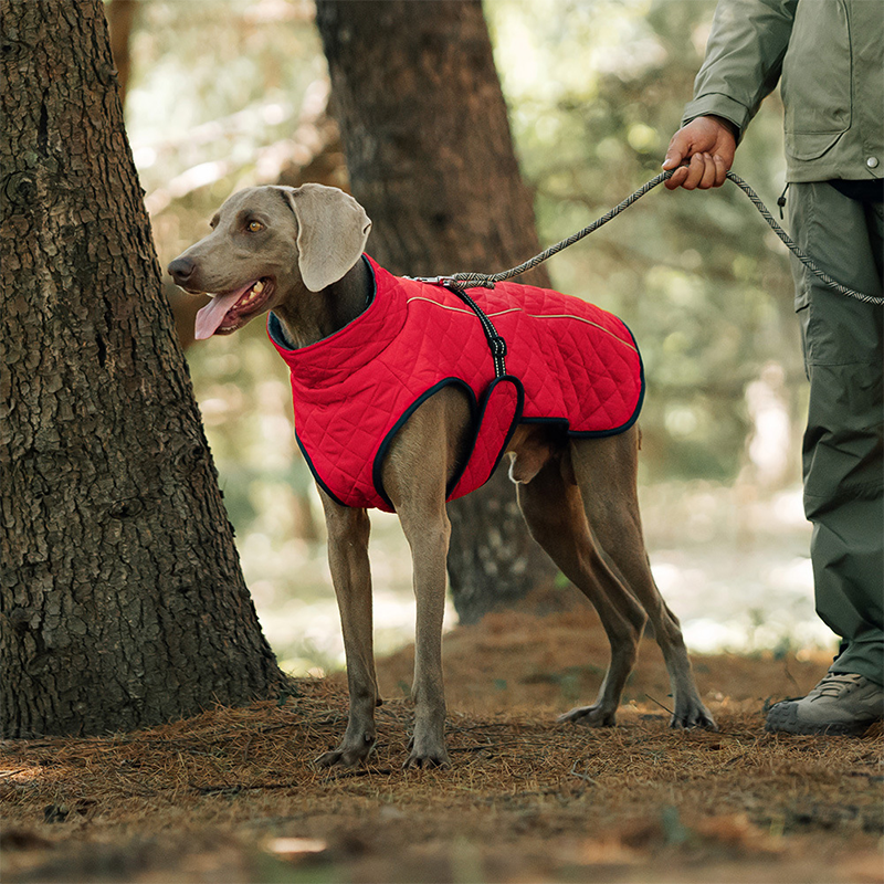 Cappotto riflettente invernale per cani all'apert🔥Saldi natalizi 49% di sconto🎄