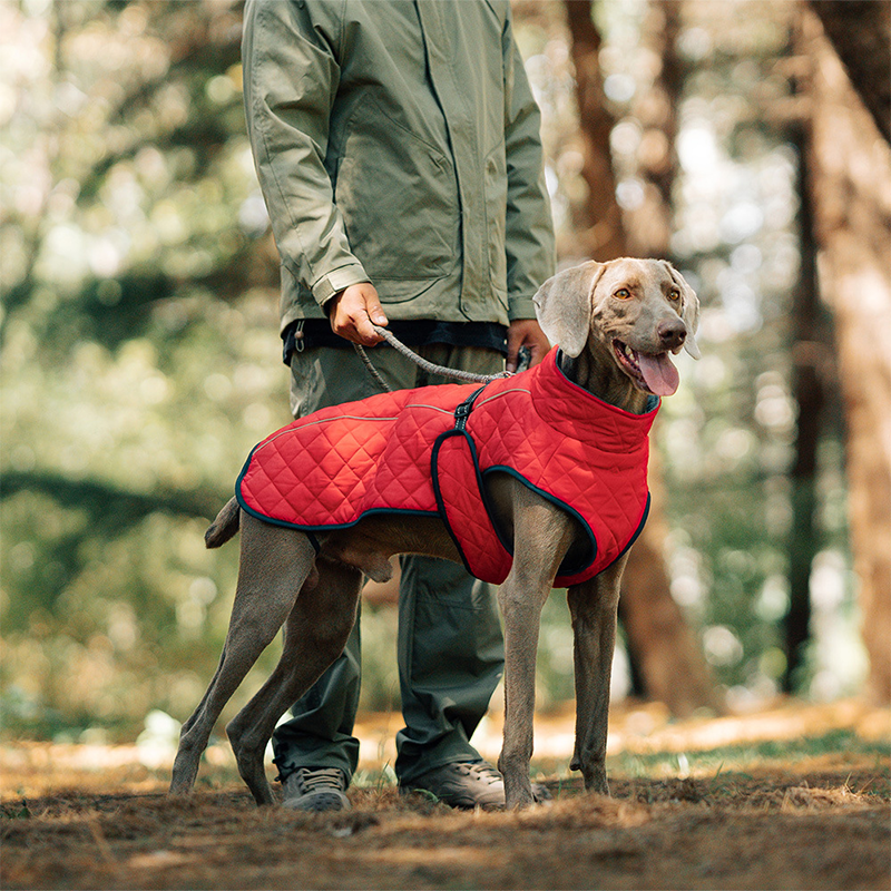 Cappotto riflettente invernale per cani all'apert🔥Saldi natalizi 49% di sconto🎄