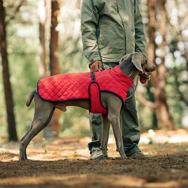 Cappotto riflettente invernale per cani all'apert🔥Saldi natalizi 49% di sconto🎄
