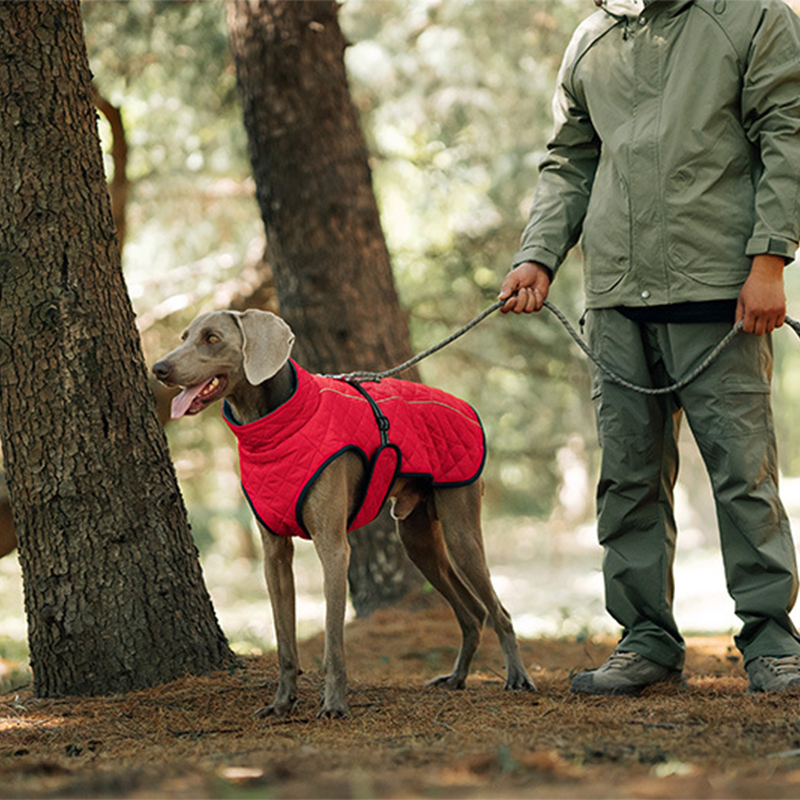 Cappotto riflettente invernale per cani all'apert🔥Saldi natalizi 49% di sconto🎄