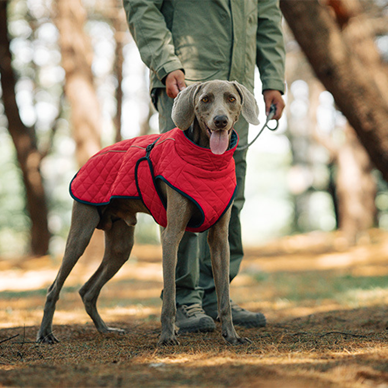 Cappotto riflettente invernale per cani all'apert🔥Saldi natalizi 49% di sconto🎄