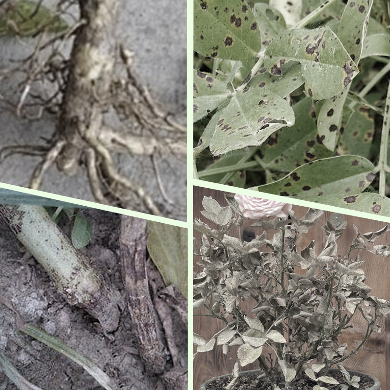 🌱 Bastoncini fertilizzanti a lunga durata – NPK bilanciato per radici, foglie e fiori! 🌿✨