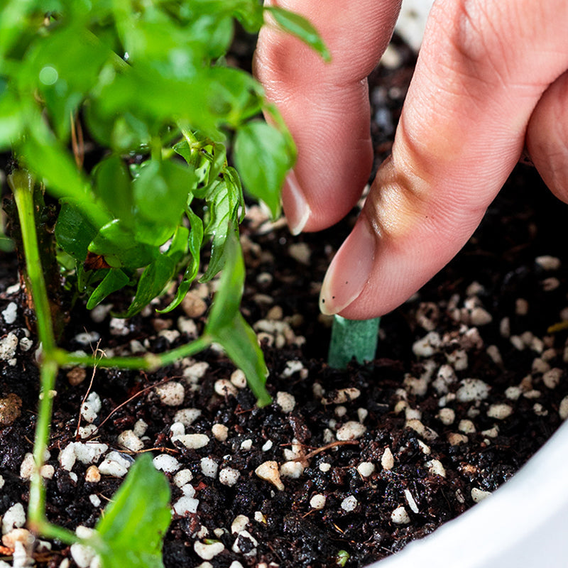 🌱 Bastoncini fertilizzanti a lunga durata – NPK bilanciato per radici, foglie e fiori! 🌿✨
